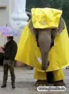 Pelerina pentru elefant