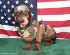 American warrior dog