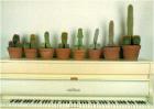 Colectie de cactusi